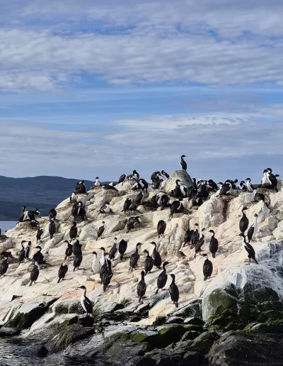 Descubrí la magia del Canal Beagle en Ushuaia, Tierra del Fuego, a bordo del Velero Ksar, el velero más cómodo y versátil de la región. Ofrecemos expediciones personalizadas de navegación en velero con salida desde la Bahía de Ushuaia, ideales para aventureros, fotógrafos, científicos, deportistas y amantes de la naturaleza. Nuestros servicios incluyen travesías de un día completo, experiencias con noche a bordo, travesías de 3 días hasta Puerto Almanza por el Paso Guaraní, y travesías largas de 7, 10 o 15 días. También realizamos expediciones científicas, clínicas de vela en navegación, buceo, kayak, paddle, trekking, esquí y mucho más. Visitá destinos icónicos como Isla de los Lobos, Faro Les Éclaireurs, Islas Bridges, Isla Redonda, Paso Guaraní, Península Mitre, Isla de los Estados, Fiordos y Glaciares y Cabo de Hornos. Una de nuestras excursiones estrella es la navegación Full Day por el Canal Beagle, una jornada completa de exploración náutica entre islas remotas, canales y fauna marina: lobos marinos, aves australes, pingüinos (en temporada) y vistas panorámicas del fin del mundo. Ideal para quienes buscan una experiencia completa sin pernocte. La experiencia con una noche a bordo es perfecta para quienes desean vivir una aventura íntima, dormir fondeados frente a una isla solitaria y disfrutar de una cena cálida a bordo, bajo el cielo austral. Incluye navegación de medio día, fondeo en una bahía protegida y regreso al día siguiente. La travesía de 3 días y 2 noches por el Paso Guaraní hasta Puerto Almanza es una verdadera expedición en la que se recorren islas remotas, se avista fauna marina, se fondea en parajes solitarios y se disfruta de caminatas en tierra firme. Una inmersión total en la naturaleza fueguina, con confort y seguridad a bordo. El Velero Ksar, modelo Joshua de 40 pies construido en acero naval, fue diseñado para la navegación antártica y cuenta con doble casco, aislación térmica, calefacción a estufa réflex por goteo y comodidades para 7 personas. Dispone de un camarote privado, salón con sofás convertibles, mesa de cartas con instrumental moderno (GPS, ecosonda), cocina completa con horno y vajilla, baño con ducha de agua caliente y una atmósfera acogedora gracias a su carpintería de madera. Además, somos el primer velero en Ushuaia con conexión satelital STARLINK ARGENTINA, garantizando internet de alta velocidad incluso en zonas remotas. Viví experiencias únicas como: navegación a vela con cupos limitados, avistaje de fauna marina, trekking en islas, cenas bajo las estrellas, amaneceres en el Beagle, clínicas de vela, y logística para deportes y ciencia. Organizamos expediciones en cooperación con deportistas extremos, exploradores y proyectos científicos. También ofrecemos opciones combinadas con traslados terrestres para recorrer la Ruta 3, la Ruta de los Lagos y otros puntos icónicos de Tierra del Fuego. Ya sea que quieras una navegación corta, una expedición prolongada, una travesía técnica o simplemente relajarte y reconectar con la naturaleza austral, el Velero Ksar es tu puerta de entrada a una de las últimas fronteras salvajes del planeta. Con más de 30 años de experiencia en la zona, nuestros capitanes garantizan seguridad, profesionalismo y una aventura que marcará tu vida. ¡Zarpá con nosotros desde el Fin del Mundo y descubrí la esencia de navegar en el sur más profundo de la Patagonia Argentina con el Velero Ksar!