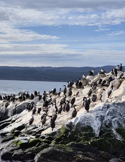 Descubrí la magia del Canal Beagle en Ushuaia, Tierra del Fuego, a bordo del Velero Ksar, el velero más cómodo y versátil de la región. Ofrecemos expediciones personalizadas de navegación en velero con salida desde la Bahía de Ushuaia, ideales para aventureros, fotógrafos, científicos, deportistas y amantes de la naturaleza. Nuestros servicios incluyen travesías de un día completo, experiencias con noche a bordo, travesías de 3 días hasta Puerto Almanza por el Paso Guaraní, y travesías largas de 7, 10 o 15 días. También realizamos expediciones científicas, clínicas de vela en navegación, buceo, kayak, paddle, trekking, esquí y mucho más. Visitá destinos icónicos como Isla de los Lobos, Faro Les Éclaireurs, Islas Bridges, Isla Redonda, Paso Guaraní, Península Mitre, Isla de los Estados, Fiordos y Glaciares y Cabo de Hornos. Una de nuestras excursiones estrella es la navegación Full Day por el Canal Beagle, una jornada completa de exploración náutica entre islas remotas, canales y fauna marina: lobos marinos, aves australes, pingüinos (en temporada) y vistas panorámicas del fin del mundo. Ideal para quienes buscan una experiencia completa sin pernocte. La experiencia con una noche a bordo es perfecta para quienes desean vivir una aventura íntima, dormir fondeados frente a una isla solitaria y disfrutar de una cena cálida a bordo, bajo el cielo austral. Incluye navegación de medio día, fondeo en una bahía protegida y regreso al día siguiente. La travesía de 3 días y 2 noches por el Paso Guaraní hasta Puerto Almanza es una verdadera expedición en la que se recorren islas remotas, se avista fauna marina, se fondea en parajes solitarios y se disfruta de caminatas en tierra firme. Una inmersión total en la naturaleza fueguina, con confort y seguridad a bordo. El Velero Ksar, modelo Joshua de 40 pies construido en acero naval, fue diseñado para la navegación antártica y cuenta con doble casco, aislación térmica, calefacción a estufa réflex por goteo y comodidades para 7 personas. Dispone de un camarote privado, salón con sofás convertibles, mesa de cartas con instrumental moderno (GPS, ecosonda), cocina completa con horno y vajilla, baño con ducha de agua caliente y una atmósfera acogedora gracias a su carpintería de madera. Además, somos el primer velero en Ushuaia con conexión satelital STARLINK ARGENTINA, garantizando internet de alta velocidad incluso en zonas remotas. Viví experiencias únicas como: navegación a vela con cupos limitados, avistaje de fauna marina, trekking en islas, cenas bajo las estrellas, amaneceres en el Beagle, clínicas de vela, y logística para deportes y ciencia. Organizamos expediciones en cooperación con deportistas extremos, exploradores y proyectos científicos. También ofrecemos opciones combinadas con traslados terrestres para recorrer la Ruta 3, la Ruta de los Lagos y otros puntos icónicos de Tierra del Fuego. Ya sea que quieras una navegación corta, una expedición prolongada, una travesía técnica o simplemente relajarte y reconectar con la naturaleza austral, el Velero Ksar es tu puerta de entrada a una de las últimas fronteras salvajes del planeta. Con más de 30 años de experiencia en la zona, nuestros capitanes garantizan seguridad, profesionalismo y una aventura que marcará tu vida. ¡Zarpá con nosotros desde el Fin del Mundo y descubrí la esencia de navegar en el sur más profundo de la Patagonia Argentina con el Velero Ksar!