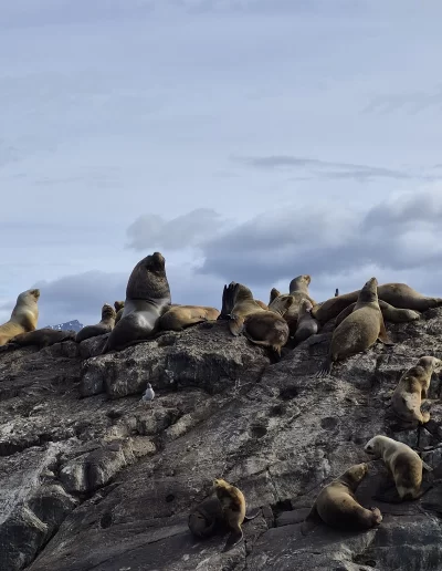 Descubrí la magia del Canal Beagle en Ushuaia, Tierra del Fuego, a bordo del Velero Ksar, el velero más cómodo y versátil de la región. Ofrecemos expediciones personalizadas de navegación en velero con salida desde la Bahía de Ushuaia, ideales para aventureros, fotógrafos, científicos, deportistas y amantes de la naturaleza. Nuestros servicios incluyen travesías de un día completo, experiencias con noche a bordo, travesías de 3 días hasta Puerto Almanza por el Paso Guaraní, y travesías largas de 7, 10 o 15 días. También realizamos expediciones científicas, clínicas de vela en navegación, buceo, kayak, paddle, trekking, esquí y mucho más. Visitá destinos icónicos como Isla de los Lobos, Faro Les Éclaireurs, Islas Bridges, Isla Redonda, Paso Guaraní, Península Mitre, Isla de los Estados, Fiordos y Glaciares y Cabo de Hornos. Una de nuestras excursiones estrella es la navegación Full Day por el Canal Beagle, una jornada completa de exploración náutica entre islas remotas, canales y fauna marina: lobos marinos, aves australes, pingüinos (en temporada) y vistas panorámicas del fin del mundo. Ideal para quienes buscan una experiencia completa sin pernocte. La experiencia con una noche a bordo es perfecta para quienes desean vivir una aventura íntima, dormir fondeados frente a una isla solitaria y disfrutar de una cena cálida a bordo, bajo el cielo austral. Incluye navegación de medio día, fondeo en una bahía protegida y regreso al día siguiente. La travesía de 3 días y 2 noches por el Paso Guaraní hasta Puerto Almanza es una verdadera expedición en la que se recorren islas remotas, se avista fauna marina, se fondea en parajes solitarios y se disfruta de caminatas en tierra firme. Una inmersión total en la naturaleza fueguina, con confort y seguridad a bordo. El Velero Ksar, modelo Joshua de 40 pies construido en acero naval, fue diseñado para la navegación antártica y cuenta con doble casco, aislación térmica, calefacción a estufa réflex por goteo y comodidades para 7 personas. Dispone de un camarote privado, salón con sofás convertibles, mesa de cartas con instrumental moderno (GPS, ecosonda), cocina completa con horno y vajilla, baño con ducha de agua caliente y una atmósfera acogedora gracias a su carpintería de madera. Además, somos el primer velero en Ushuaia con conexión satelital STARLINK ARGENTINA, garantizando internet de alta velocidad incluso en zonas remotas. Viví experiencias únicas como: navegación a vela con cupos limitados, avistaje de fauna marina, trekking en islas, cenas bajo las estrellas, amaneceres en el Beagle, clínicas de vela, y logística para deportes y ciencia. Organizamos expediciones en cooperación con deportistas extremos, exploradores y proyectos científicos. También ofrecemos opciones combinadas con traslados terrestres para recorrer la Ruta 3, la Ruta de los Lagos y otros puntos icónicos de Tierra del Fuego. Ya sea que quieras una navegación corta, una expedición prolongada, una travesía técnica o simplemente relajarte y reconectar con la naturaleza austral, el Velero Ksar es tu puerta de entrada a una de las últimas fronteras salvajes del planeta. Con más de 30 años de experiencia en la zona, nuestros capitanes garantizan seguridad, profesionalismo y una aventura que marcará tu vida. ¡Zarpá con nosotros desde el Fin del Mundo y descubrí la esencia de navegar en el sur más profundo de la Patagonia Argentina con el Velero Ksar!